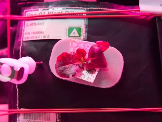 A NASA tovább vizsgálja az űrbéli zöldségtermesztés lehetőségét