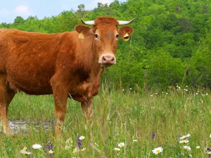Augusztus dúskálni fog az agrárexpókban