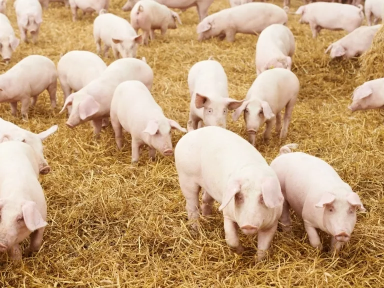 Újabb romániai megyékben bukkant fel az ASP