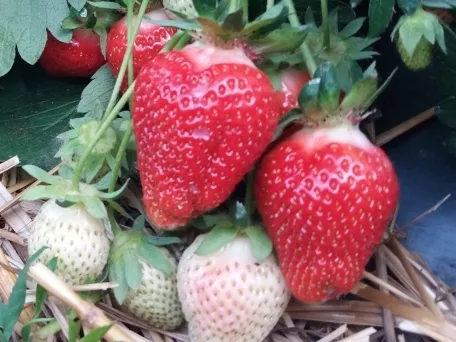 Nemsokára kapható a friss magyar szamóca