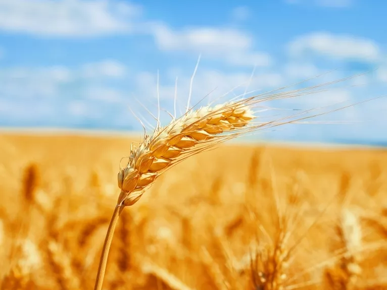 Hazánk hűen támogatja FAO munkáját