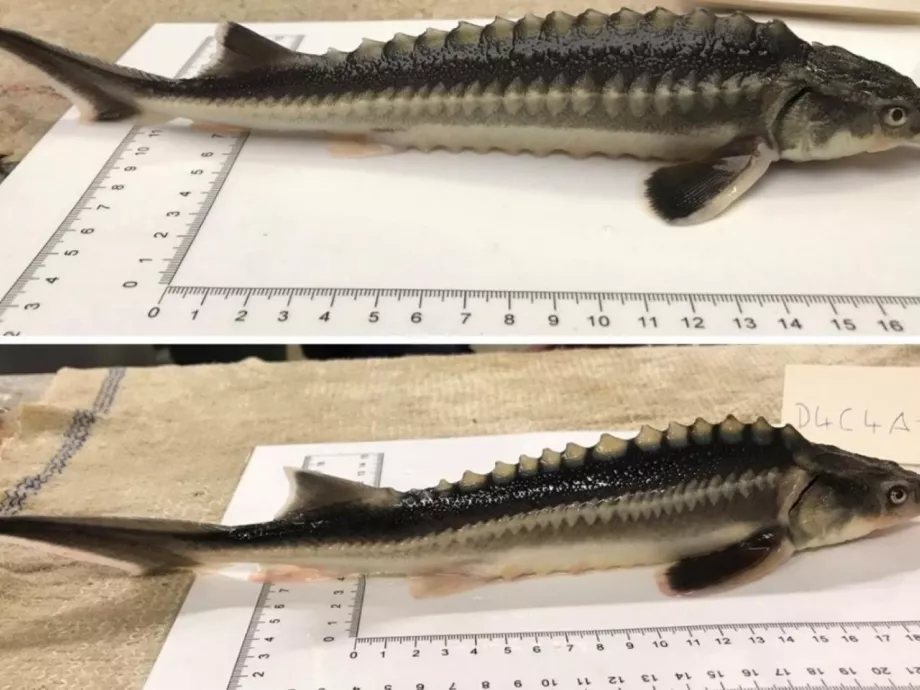 Scientist accidentally created a new hybrid of caviar