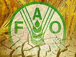 FAO: Soha nem volt még ilyen drága az élelmiszer