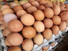 Tojásmaffia garázdálkodik az országban