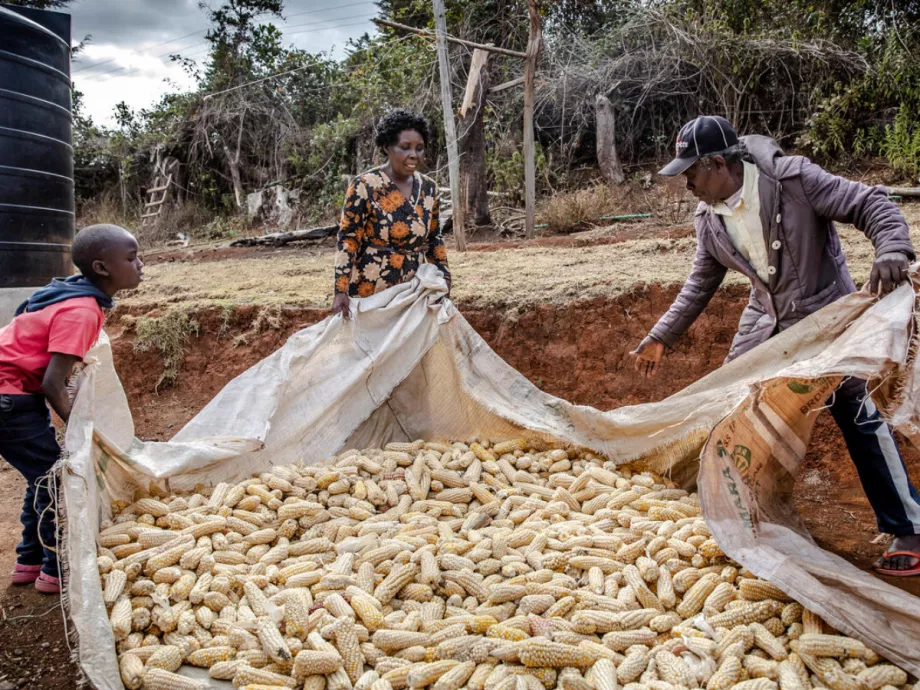 FAO: Rekordot érhet el a globális gabonatermelés